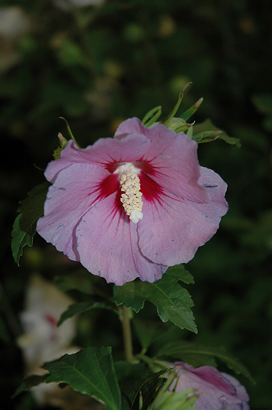 Hawaii™ Rose of Sharon flowers