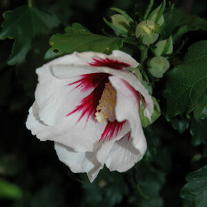 Helene Rose of Sharon flowers