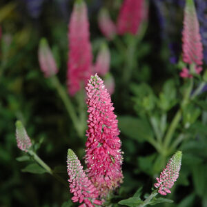First Love Speedwell flowers