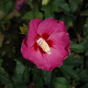 Lil' Kim&reg; Violet Rose of Sharon flowers
