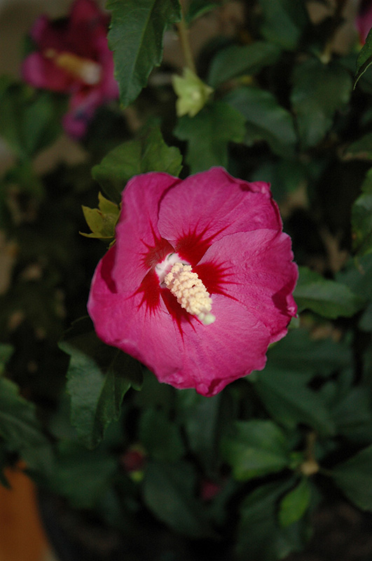 Lil' Kim® Violet Rose of Sharon flowers