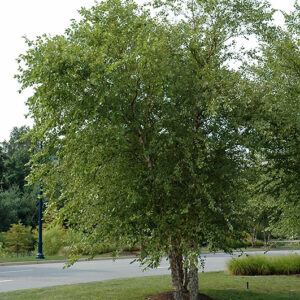 River Birch (clump)