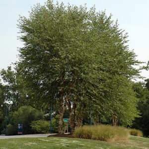 Heritage River Birch (clump)