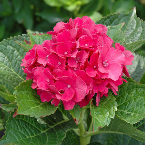 Masja Hydrangea flowers