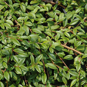 Spreading Willowleaf Cotoneaster foliage