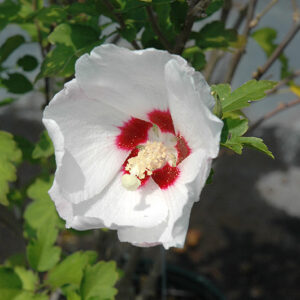 Red Heart Rose Of Sharon flowers