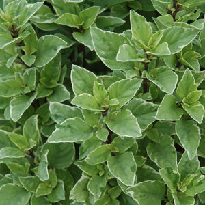 Greek Columnar Basil foliage