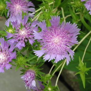 Stoke's Aster flowers
