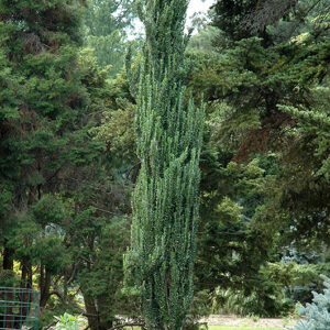 Sky Pencil Japanese Holly