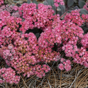 Dazzleberry Stonecrop flowers