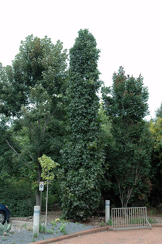Slender Silhouette Sweet Gum