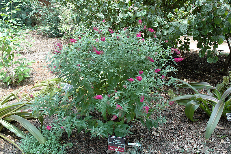 Miss Ruby Butterfly Bush in bloom