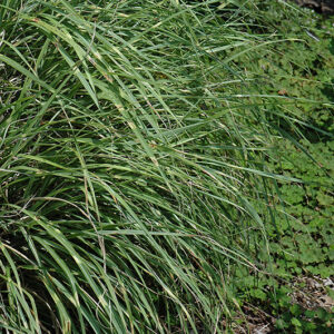 Little Zebra Dwarf Maiden Grass foliage