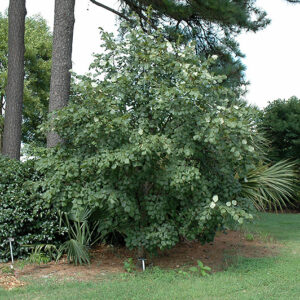 Chinese Lime