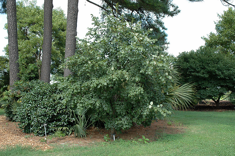 Chinese Lime