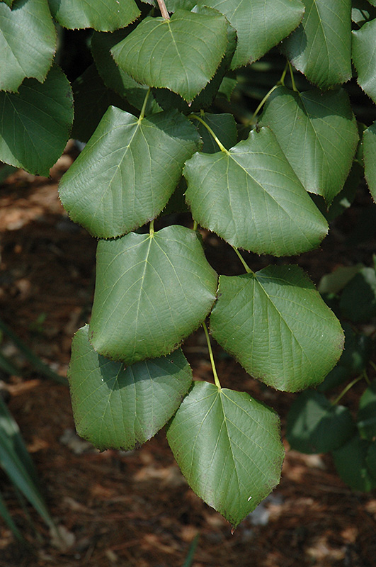 Chinese Lime foliage