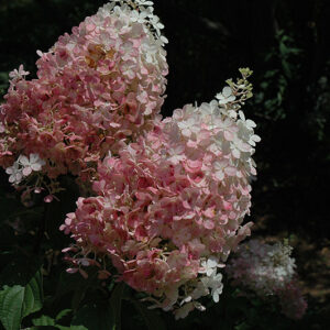 Fraise Melba&reg; Hydrangea flowers