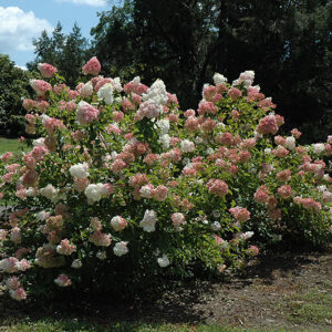 Vanilla Strawberry&trade; Hydrangea in bloom