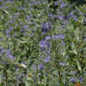 Bluebeard flowers
