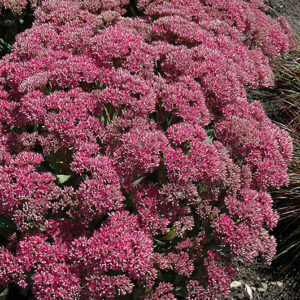 Mr. Goodbud Stonecrop flowers