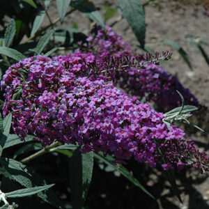 Monarch&reg; Royal Falls Butterfly Bush flowers