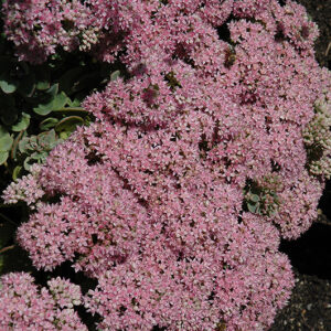 Lime Zinger Stonecrop flowers