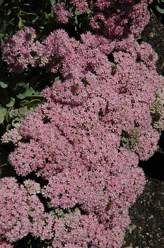 Lime Zinger Stonecrop flowers