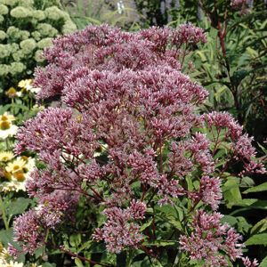 Baby Joe Dwarf Joe Pye Weed flowers