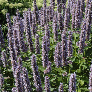 Blue Fortune Anise Hyssop in bloom