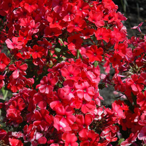 Orange Perfection Garden Phlox flowers