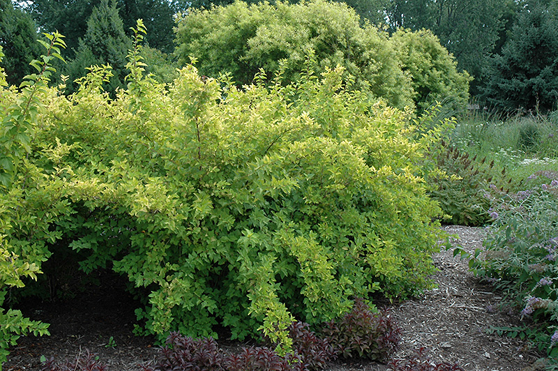 Lemon Candy Ninebark