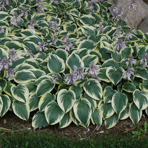 First Frost Hosta in bloom