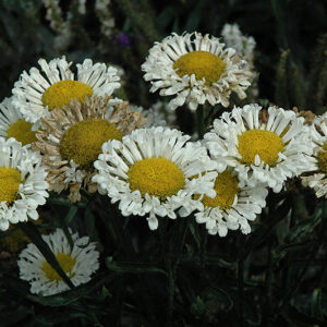 Realflor® Real Neat Shasta Daisy flowers