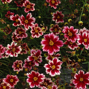 Ruby Frost Tickseed flowers