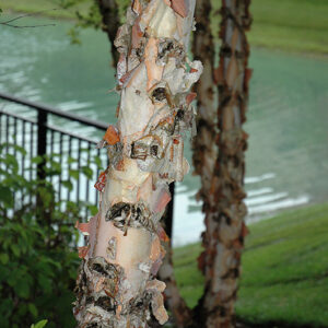 River Birch bark