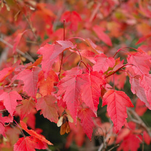 Red November Amur Maple in fall