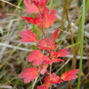 American Gooseberry in fall