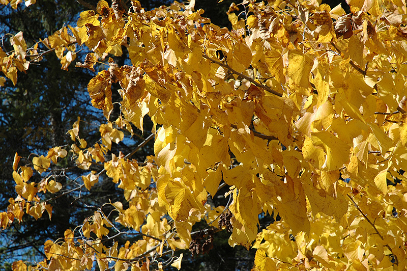 Redmond Linden in fall