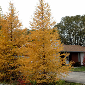 Tamarack in fall