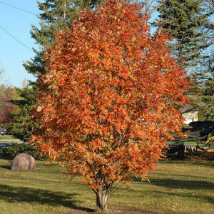 Cardinal Royal&reg; Mountain Ash in fall