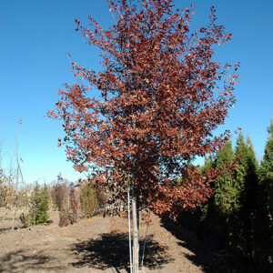 Shooting Star Northern Pin Oak in fall