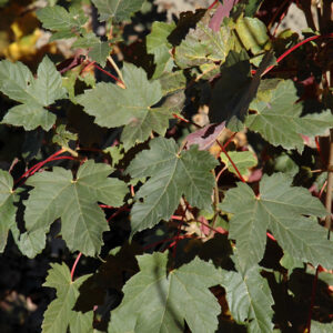 Regal Petticoat Sycamore Maple foliage