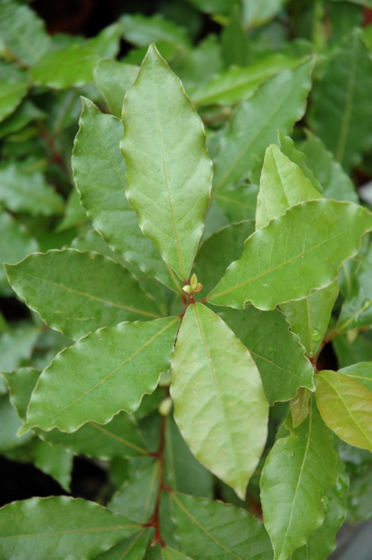 Bay Laurel foliage