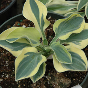 Lucky Mouse Hosta foliage