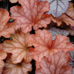 Paprika Coral Bells foliage