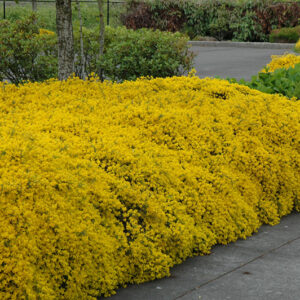 Lydia Woadwaxen in bloom