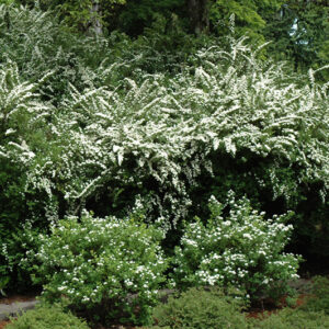 Snowmound Spirea in bloom