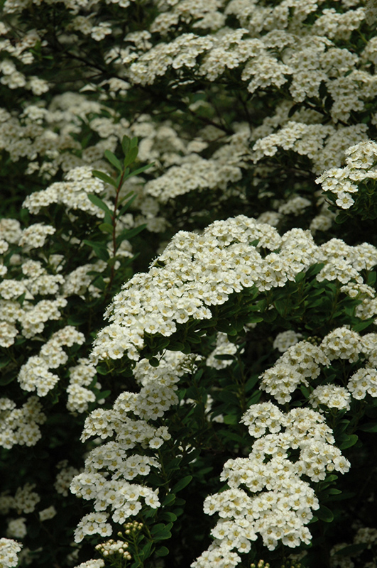 Snowmound Spirea flowers