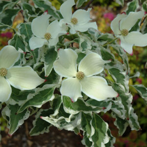 Wolf Eyes Chinese Dogwood flowers