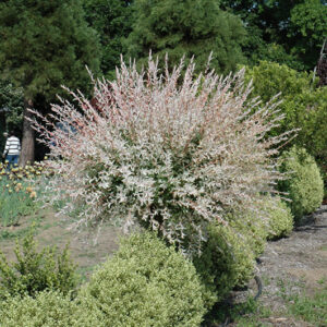 Tricolor Willow (tree form) in spring